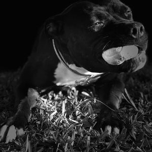 Meet your Posher, Adam